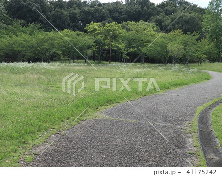 雨の後の西神中央公園と白い花、キノコ、紫陽花 雨の後の西神中央公園と白い花、キノコ、紫陽花 141175242