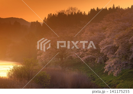 岩手県花巻市東和町 夜明けの桜並木 岩手県花巻市東和町 夜明けの桜並木 141175255