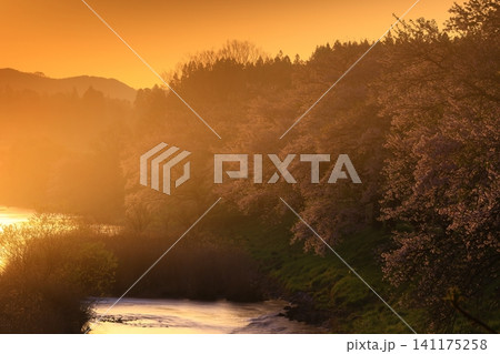 岩手県花巻市東和町 夜明けの桜並木 岩手県花巻市東和町 夜明けの桜並木 141175258