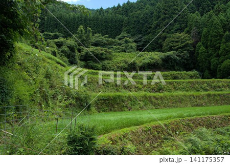 蕨野の棚田 風景 蕨野の棚田 風景 141175357