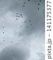 Birds flying in the clouds. A large flock in the sky. 141175377