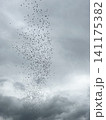 Birds flying in the clouds. A large flock in the sky. 141175382