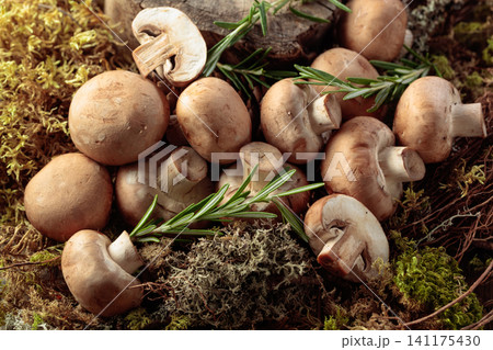 Fresh champignons with rosemary in forest. Fresh champignons with rosemary in forest. 141175430