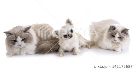 ragdoll cats and chihuahua ragdoll cats and chihuahua 141175687