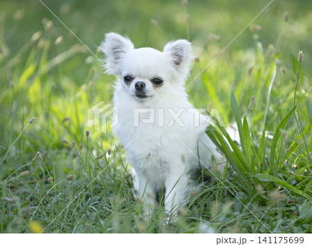 chihuahua in nature 141175699