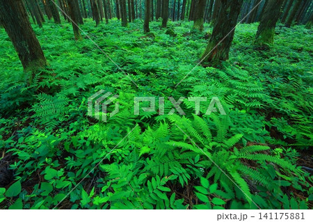 滝のある風景 滝のある風景 141175881