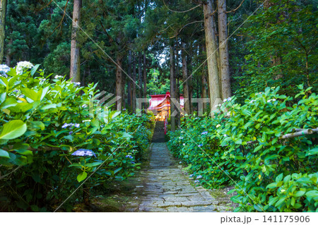 山形県出塩文殊堂の紫陽花ライトアップ 山形県出塩文殊堂の紫陽花ライトアップ 141175906