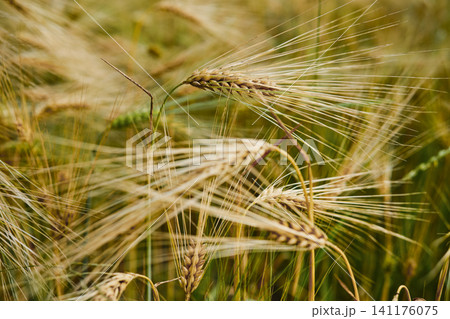 Wheat field swaying under sunlight in mid-summer season during harvest time Wheat field swaying under sunlight in mid-summer season during harvest time 141176075