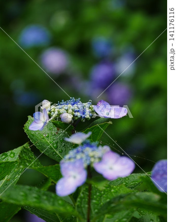 雨上がりの美しい紫陽花 141176116