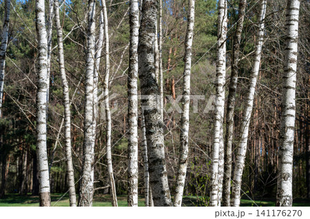 Birch Grove in Green Forest Bathed in Sunlight on a Summer Day. High quality photography 141176270