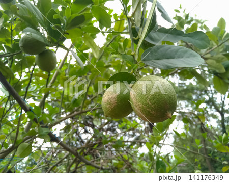 Fresh Green Jambhiri Lemons (Rough Lemon) Growing on a Tree Branch in organic agriculture farm a Sunny Orchard. Fresh Green Jambhiri Lemons (Rough Lemon) Growing on a Tree Branch in organic agriculture farm a Sunny Orchard. 141176349