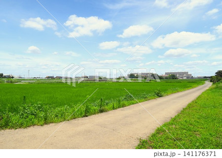 首都圏の梅雨の晴れ間の夏の稲の生育順調な田んぼと農道風景 首都圏の梅雨の晴れ間の夏の稲の生育順調な田んぼと農道風景 141176371