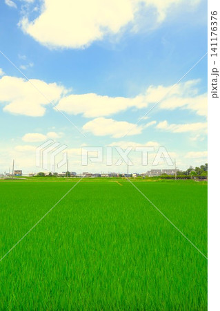 首都圏の梅雨の晴れ間の夏の稲の生育順調な田んぼ風景 首都圏の梅雨の晴れ間の夏の稲の生育順調な田んぼ風景 141176376