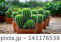 Potted green cactus succulents thriving in a greenhouse nursery 141176538