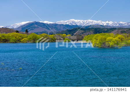岩手県岩手郡雫石町 雫石川のダム湖の御所湖にかかる御所大橋から水没林の湖越しの残雪の奥羽山脈の景色 岩手県岩手郡雫石町 雫石川のダム湖の御所湖にかかる御所大橋から水没林の湖越しの残雪の奥羽山脈の景色 141176941