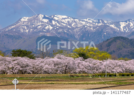 岩手県岩手郡雫石町 さくらの名所雫石川園地のソメイヨシノ桜並木と残雪の秋田駒ケ岳など山々の景色 岩手県岩手郡雫石町 さくらの名所雫石川園地のソメイヨシノ桜並木と残雪の秋田駒ケ岳など山々の景色 141177487