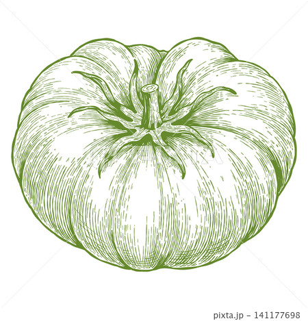 Vintage Green Tomato Engraving Hand Drawn Garden Vegetable Illustration Vintage Green Tomato Engraving Hand Drawn Garden Vegetable Illustration 141177698