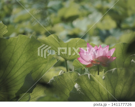 蓮 蓮 141177726
