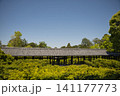 東福寺　方丈西庭から望む通天橋6 141177773