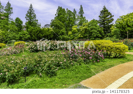 大阪 靭公園 東園 バラ園 大阪府大阪市 大阪 靭公園 東園 バラ園 大阪府大阪市 141178325