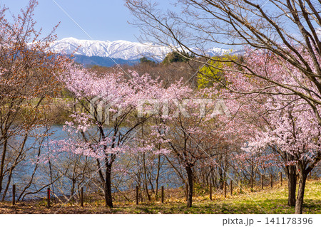 岩手県岩手郡雫石町 雫石川のダム湖の御所湖に面する除園地芝生広場 湖と雪山バックのオオヤマザクラ 岩手県岩手郡雫石町 雫石川のダム湖の御所湖に面する除園地芝生広場 湖と雪山バックのオオヤマザクラ 141178396