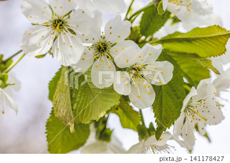 Spring background art with white cherry blossom. Beautiful nature scene with blooming tree and sun flare Spring background art with white cherry blossom. Beautiful nature scene with blooming tree and sun flare 141178427