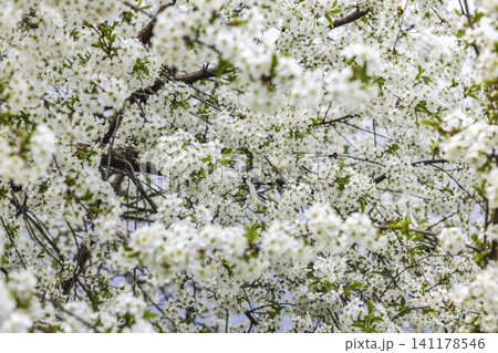 Blossoming cherry branch against blue sky Blossoming cherry branch against blue sky 141178546