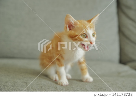 甘えるような表情の茶トラの子猫 甘えるような表情の茶トラの子猫 141178728