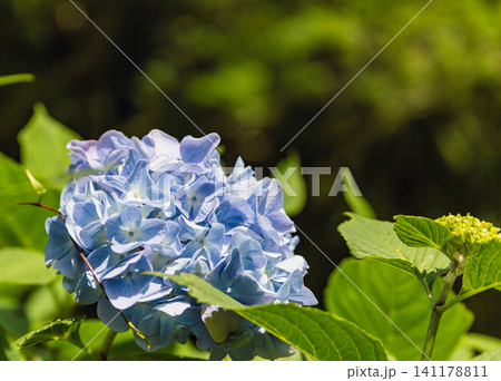 青い紫陽花 141178811