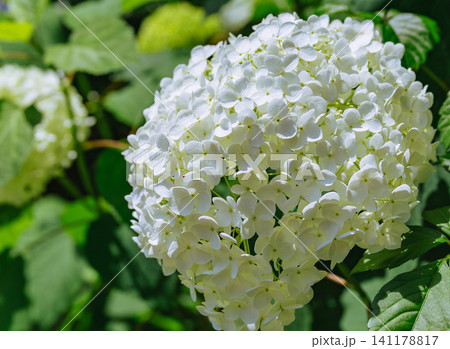 白い紫陽花 白い紫陽花 141178817