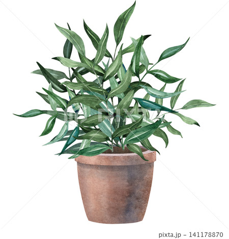 Watercolor green plant in a terracotta pot inspired by Victorian manor gardens. Elegant botanical illustration for invitations, stationery, branding, patterns and storybook designs 141178870