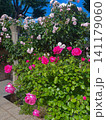 薔薇のある庭園 141179060