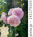 バラの花、薄いクリーム色 141179103