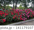 薔薇のある庭園 141179107