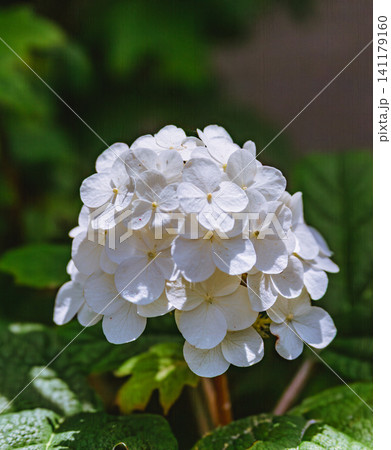 白い紫陽花 白い紫陽花 141179160