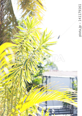 朝日を浴びた植物 141179161