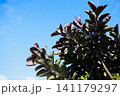 真夏の青空と日差しに強い植物 141179297
