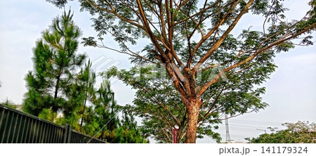 A serene atmosphere beneath a leafy tree A serene atmosphere beneath a leafy tree 141179324