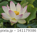 白い蓮の花 141179386