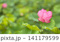 赤いハスの花 141179599