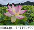 蓮の花と遊ぶ子供 141179600