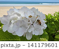 白い胡蝶蘭 141179601