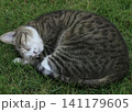じゃれあう猫 141179605
