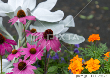 夏の花壇に咲くエキナセアとマリーゴールド 夏の花壇に咲くエキナセアとマリーゴールド 141179672