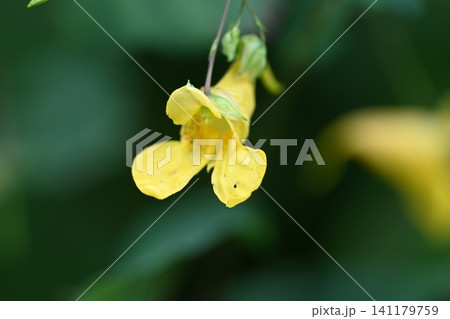 榛名ユウスゲの道で撮ったキツリフネソウの花 榛名ユウスゲの道で撮ったキツリフネソウの花 141179759