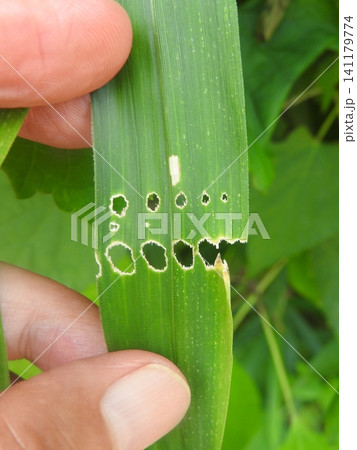 「ホソハマキモドキ」という蛾の幼虫による穴が並んだような食害 「ホソハマキモドキ」という蛾の幼虫による穴が並んだような食害 141179774