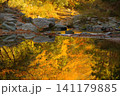 埼玉県嵐山渓谷の秋の風景 141179885