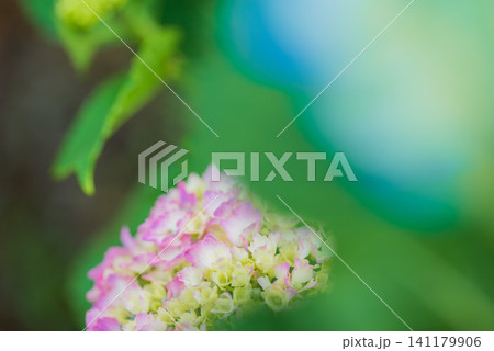 紫陽花 141179906