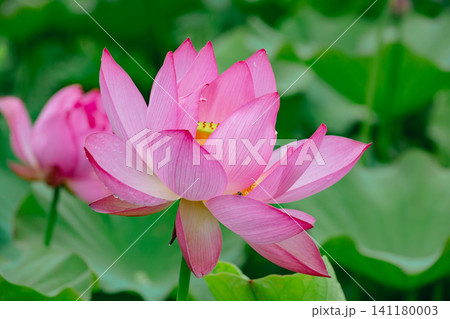 美しいピンクの蓮の花 美しいピンクの蓮の花 141180003