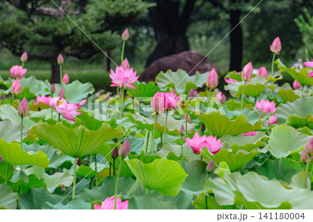 池に咲くハスの花 池に咲くハスの花 141180004
